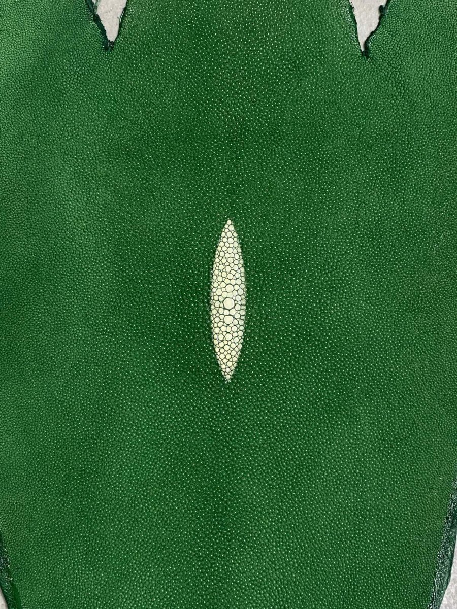 画像3: スティングレイ　グリーン　８インチ　エイ革　ガルーシャ (3)