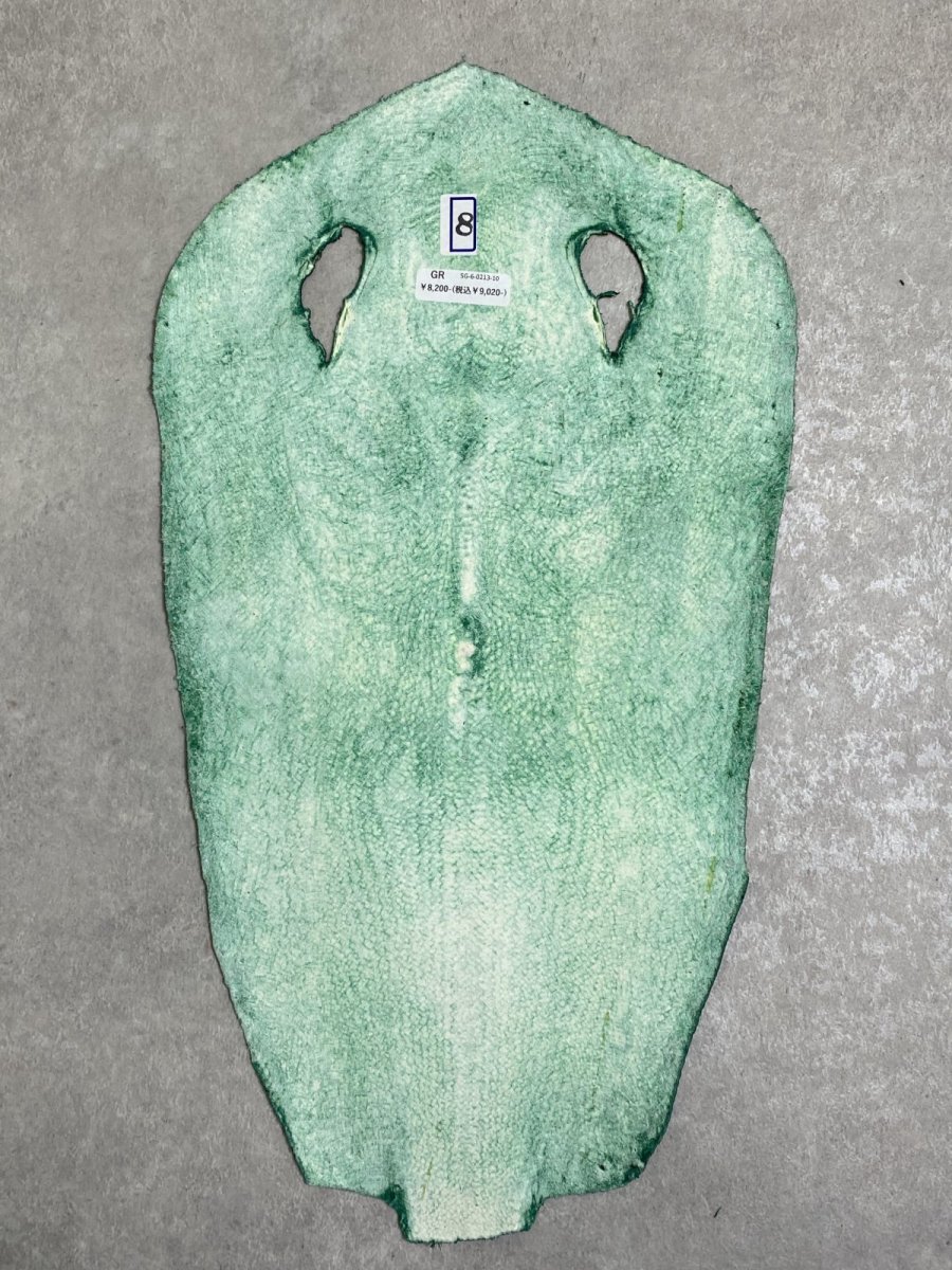 画像7: スティングレイ　グリーン　８インチ　エイ革　ガルーシャ (7)