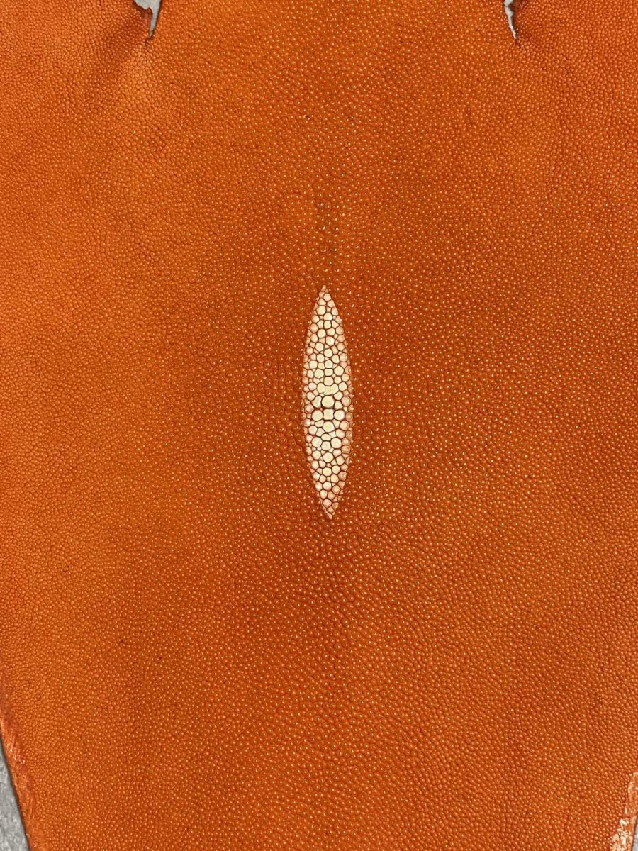 画像3: スティングレイ　オレンジ　８インチ　エイ革　ガルーシャ (3)