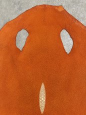 画像2: スティングレイ　オレンジ　８インチ　エイ革　ガルーシャ (2)