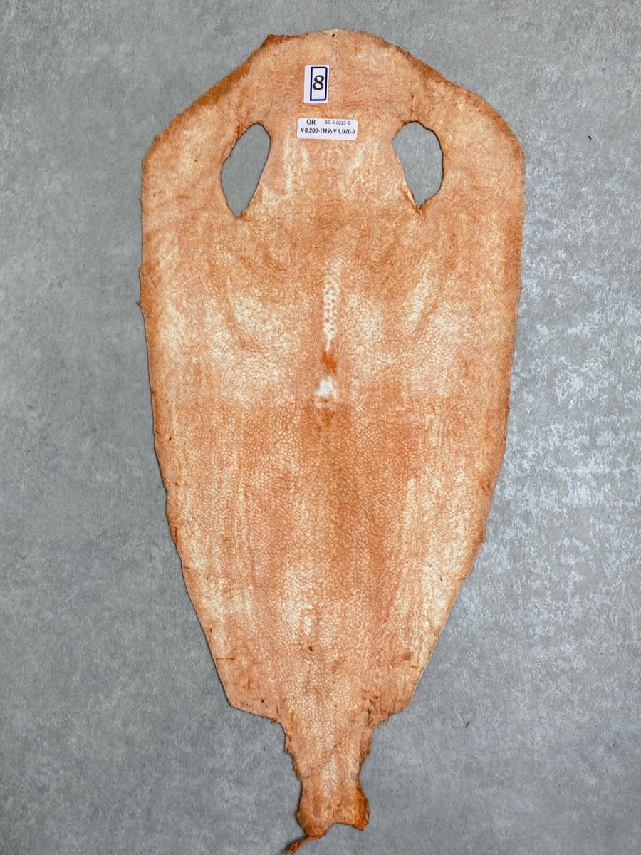 画像7: スティングレイ　オレンジ　８インチ　エイ革　ガルーシャ (7)