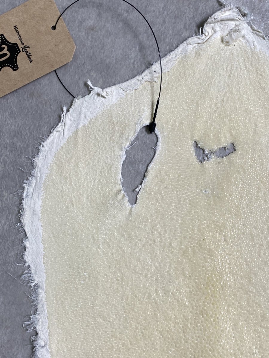 画像2: スティングレイ　クラスト　8インチ　エイ革　ガルーシャ (2)