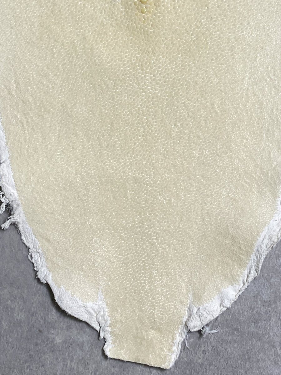 画像4: スティングレイ　クラスト　8インチ　エイ革　ガルーシャ (4)