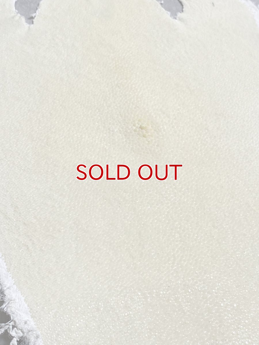 画像5: スティングレイ　クラスト　8インチ　エイ革　ガルーシャ (5)