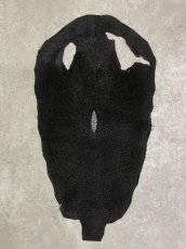 画像1: スティングレイ　ブラック　10インチ　エイ革　ガルーシャ (1)