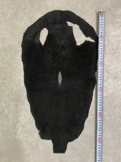 画像6: スティングレイ　ブラック　10インチ　エイ革　ガルーシャ (6)