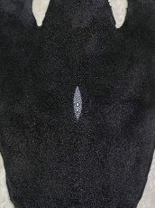 画像4: スティングレイ　ブラック　10インチ　エイ革　ガルーシャ (4)