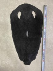 画像6: スティングレイ　ブラック　10インチ　エイ革　ガルーシャ (6)